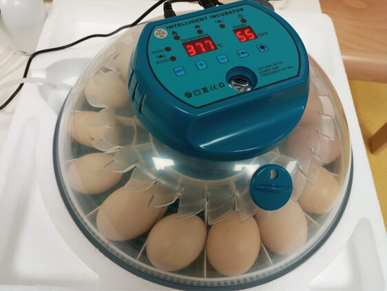 Die Temperatur und die Luftfeuchtigkeit müssen stimmen, damit sich das Ei gut entwickeln kann.